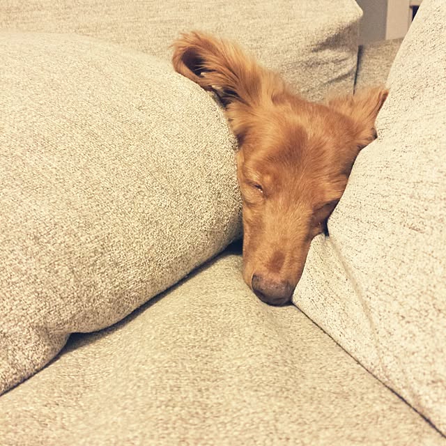 sumireさんの実例写真