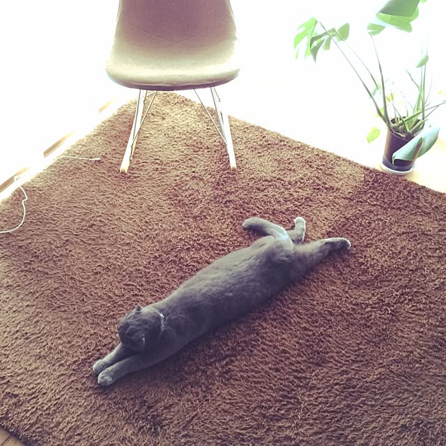 torinokoさんの実例写真