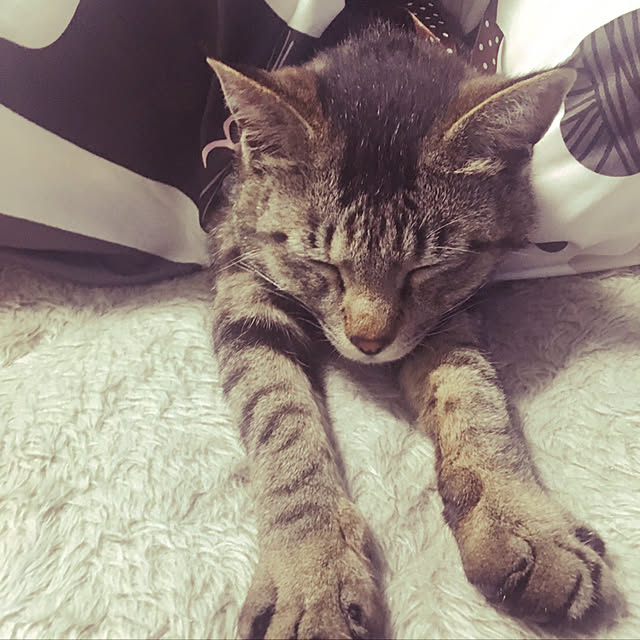 KANさんの実例写真