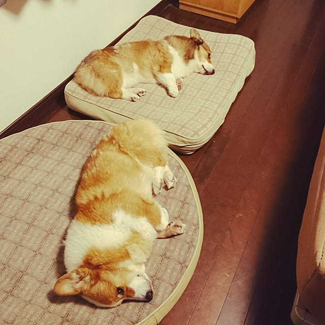 chiebearさんの実例写真