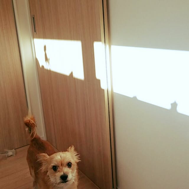 club.osugiさんの実例写真