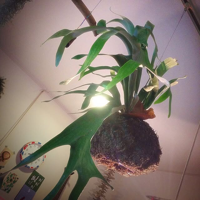minomonさんの実例写真