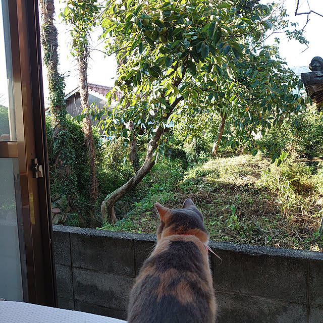fukuさんの実例写真