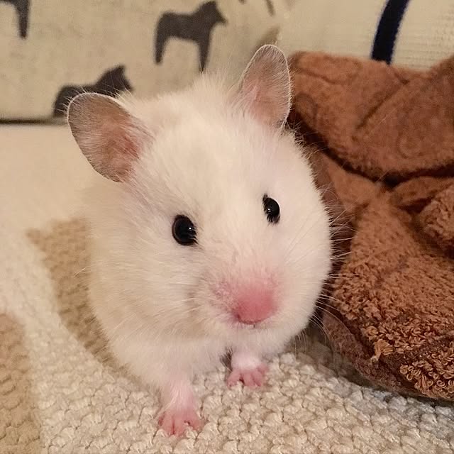 DORAさんの実例写真