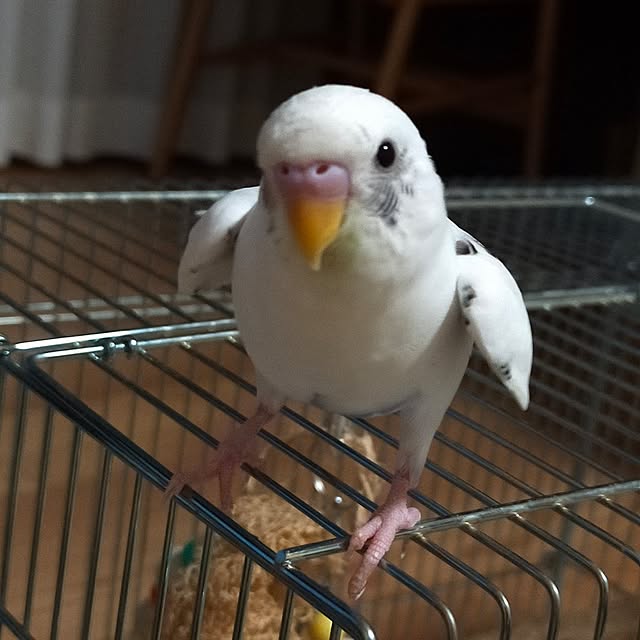 kamechanさんの実例写真