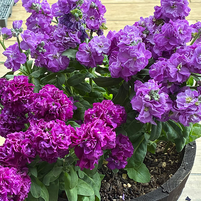 romiromiさんの部屋