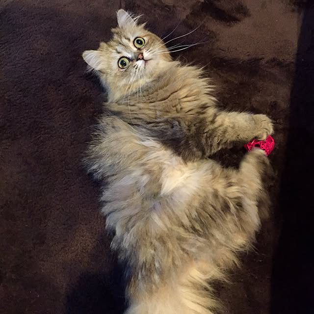 butachanさんの実例写真
