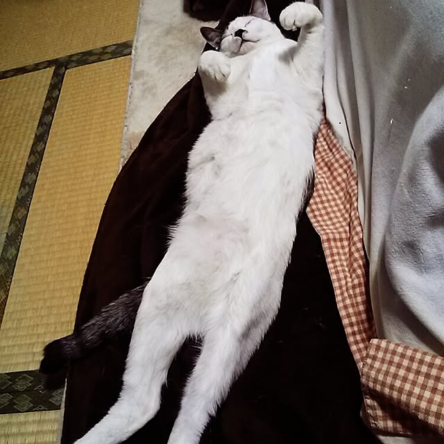 kamekoさんの実例写真