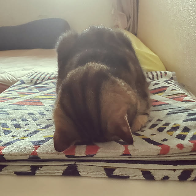 minmiさんの実例写真