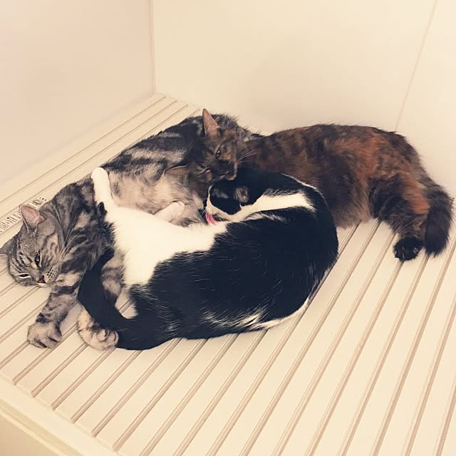 mikomaruさんの実例写真
