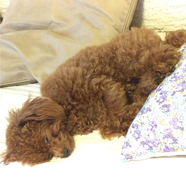 ISM.mumさんの実例写真