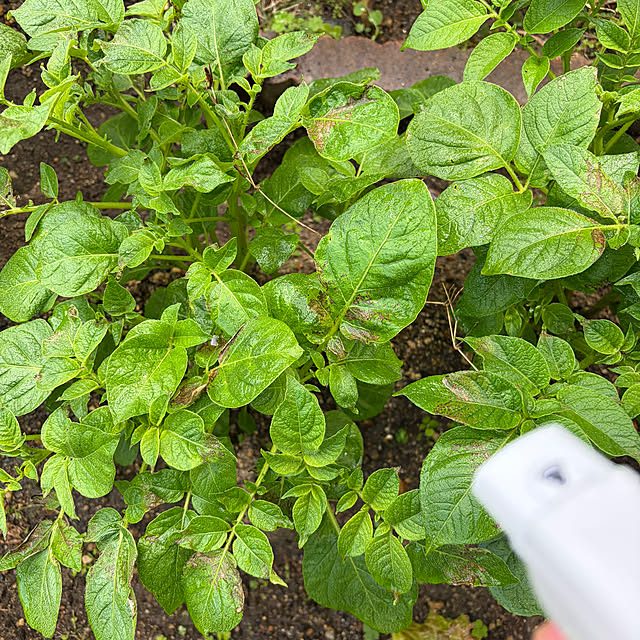 applepieさんの部屋