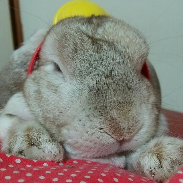 michikoさんの実例写真