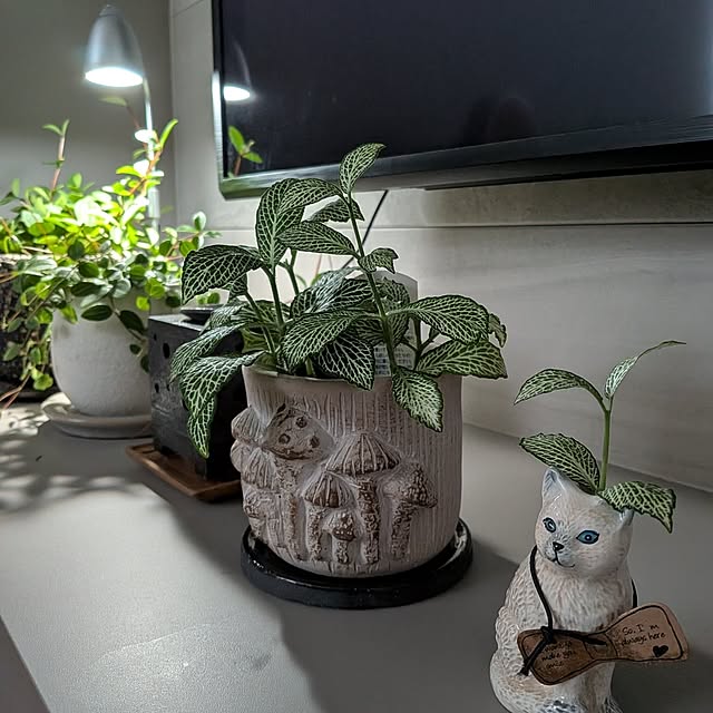 Rororiさんの部屋