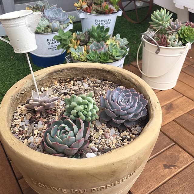 寄せ植え ブリキ鉢のおすすめ商品とおしゃれな実例 | RoomClip 寄せ植え ブリキ鉢のおすすめ商品とおしゃれな実例 | RoomClip