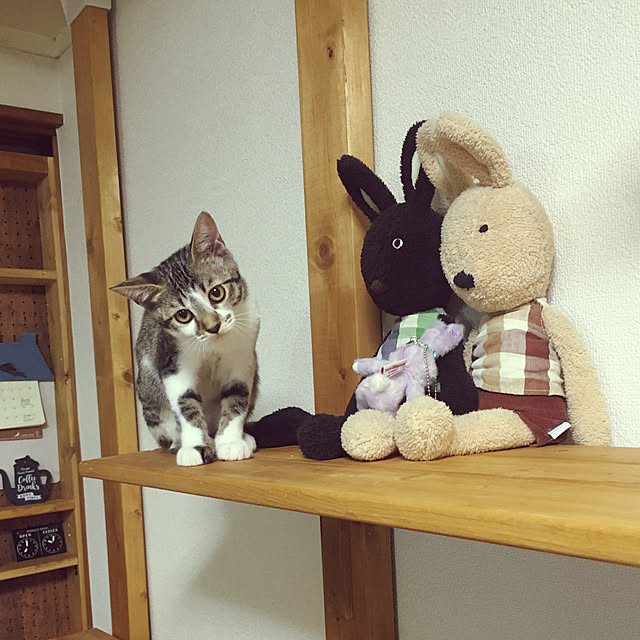 pochacoさんの実例写真