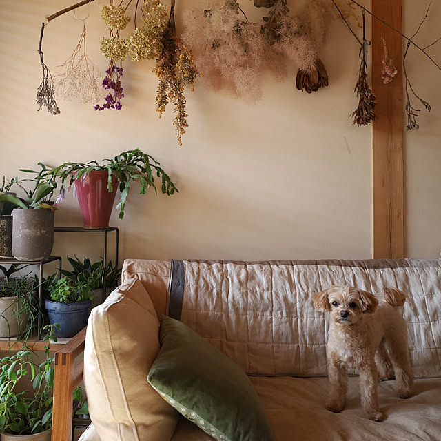 sugomoliさんの部屋