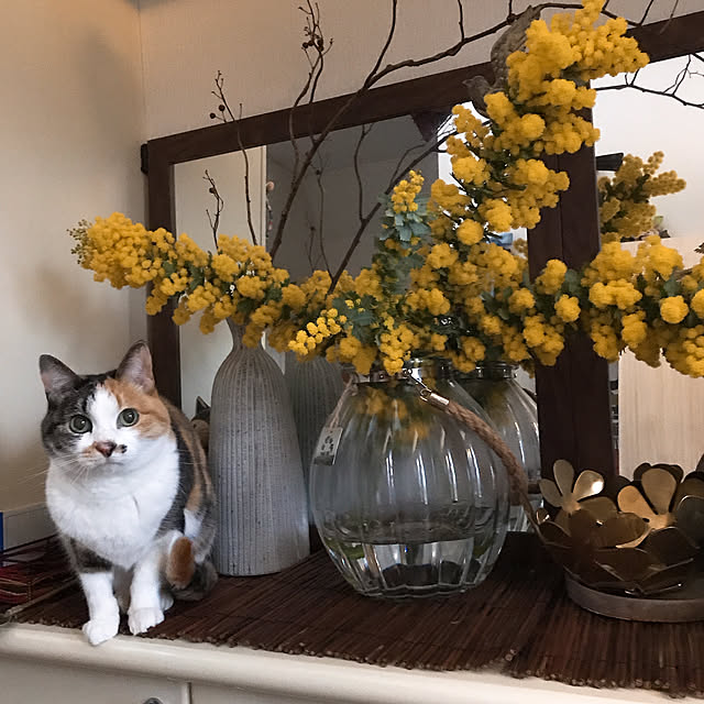 nyanko-beamさんの実例写真