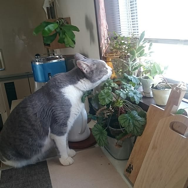 chicchiさんの実例写真