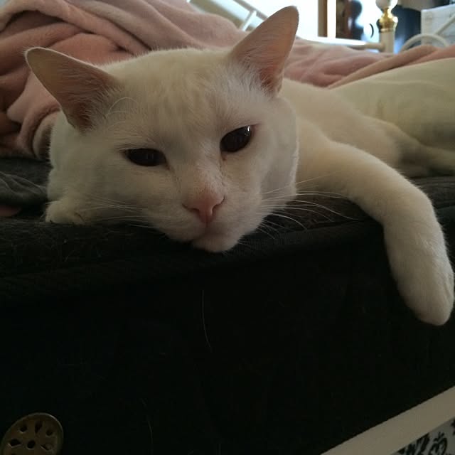 kazuさんの実例写真