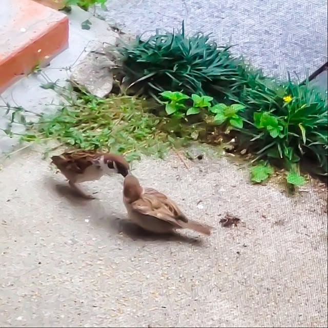 faunさんの部屋