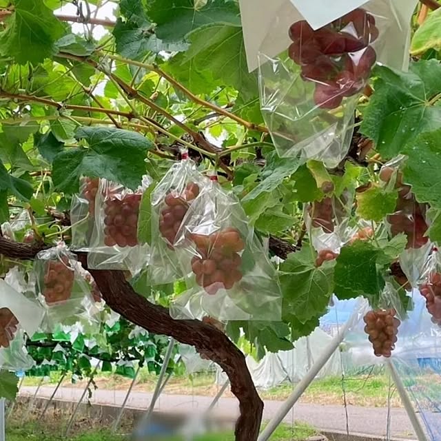 cherrycherryさんの部屋