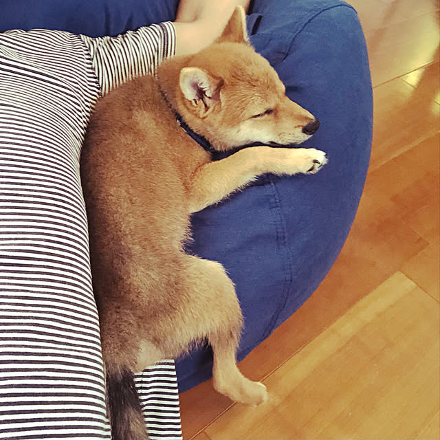 kenzさんの実例写真