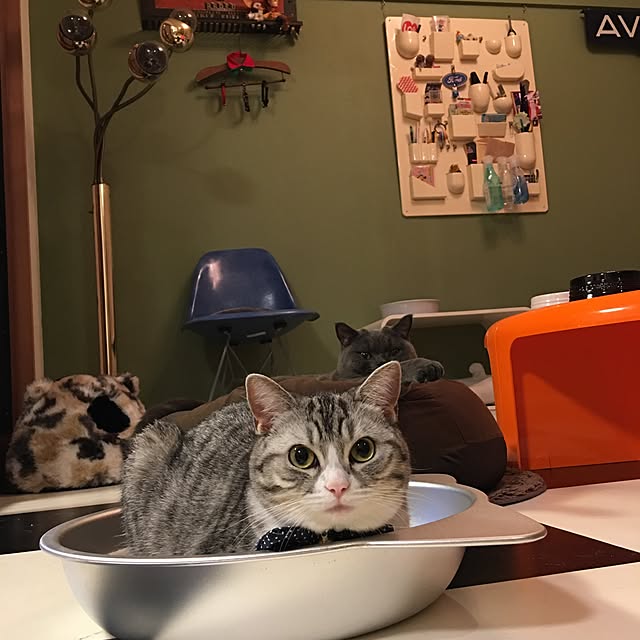 Shojiさんの実例写真