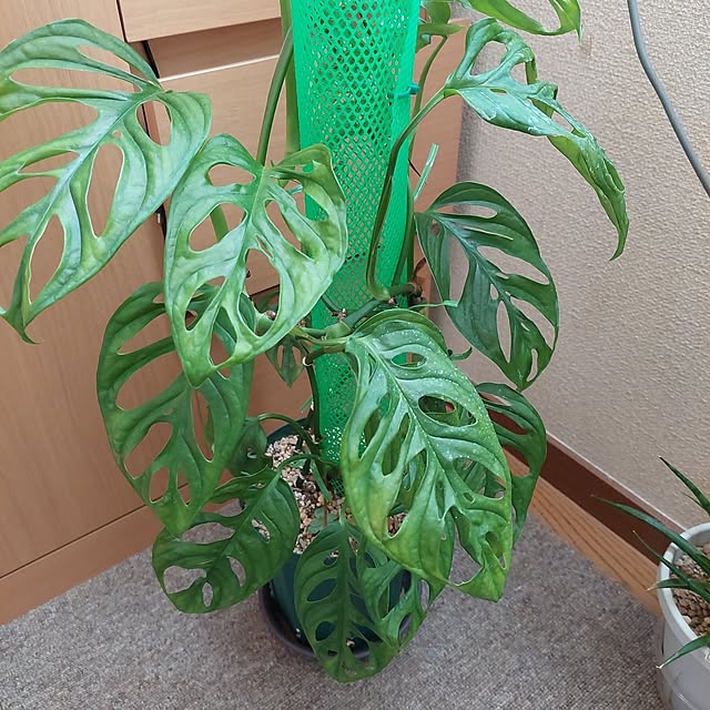 momoさんの実例写真