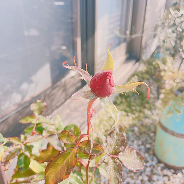 akiko-ovさんの部屋