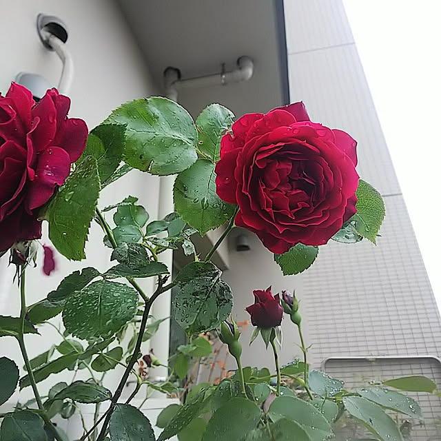 hiromimiさんの実例写真