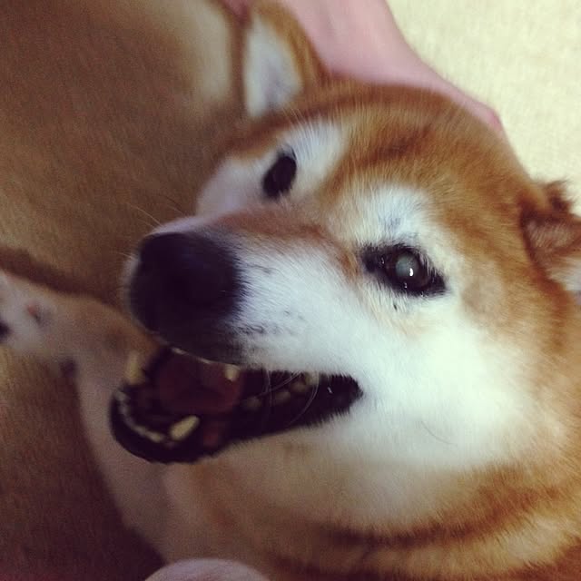 Hanaさんの実例写真