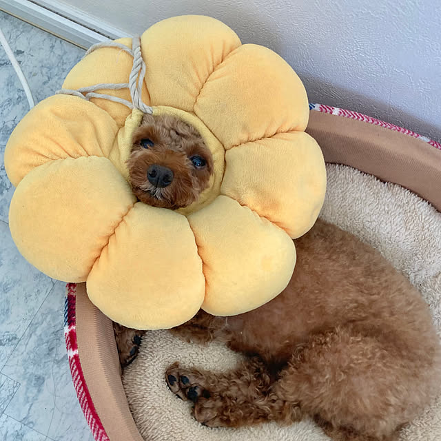 MOMOMAMAさんの実例写真