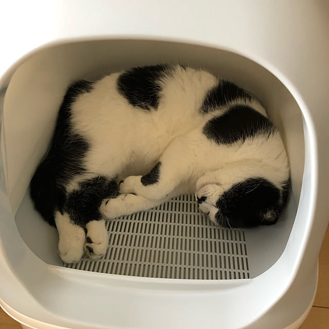 wacchiさんの実例写真