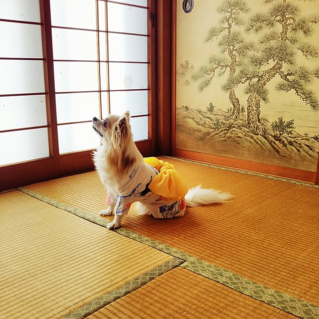 akko-skywalkerさんの実例写真