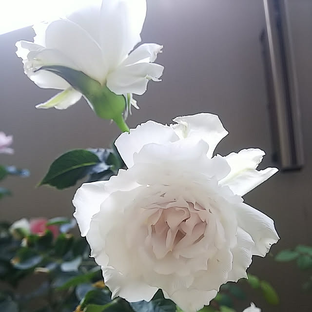 hiromimiさんの実例写真