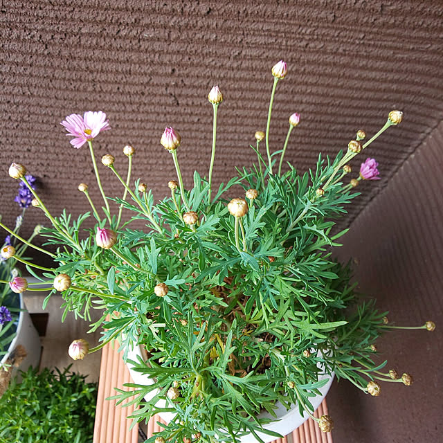 KOHAKUさんの実例写真