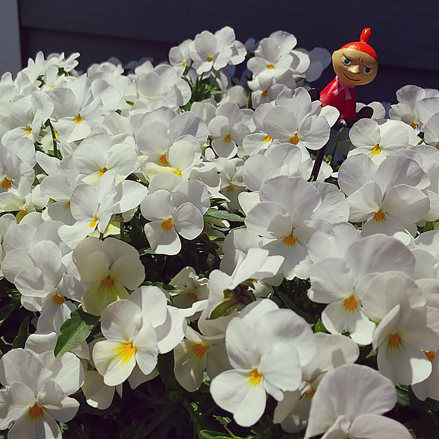 okeiさんの実例写真