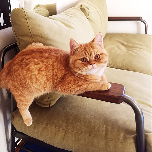 omochiさんの実例写真