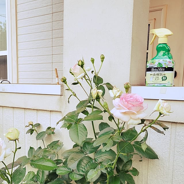 tulipさんの実例写真