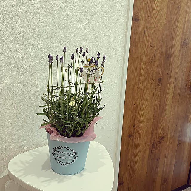 玄関/入り口/ラベンダー/ナチュラル/観葉植物のある暮らし/心地よい暮らし...などのインテリア実例 - 2024-05-12 18:07:46