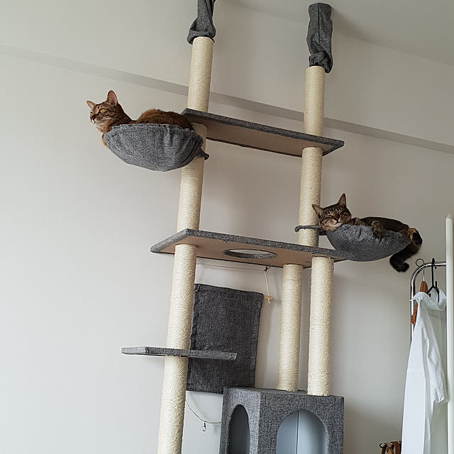 部屋全体/ねこのいる日常/キャットタワーのインテリア実例 - 2018-10-08 13:58:48
