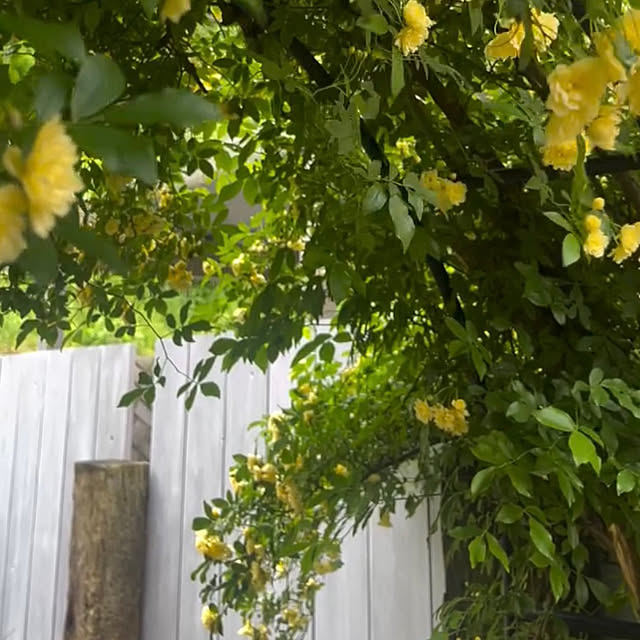 kinu-itoさんの部屋