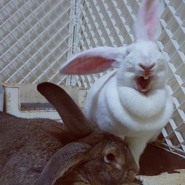 Mikaさんの実例写真