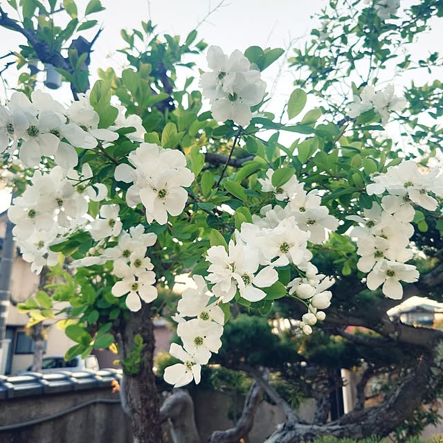 Green-appleさんの実例写真