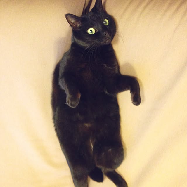 shigimiさんの実例写真