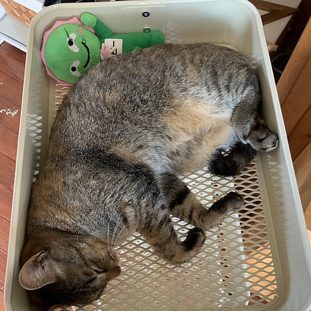 実例写真
