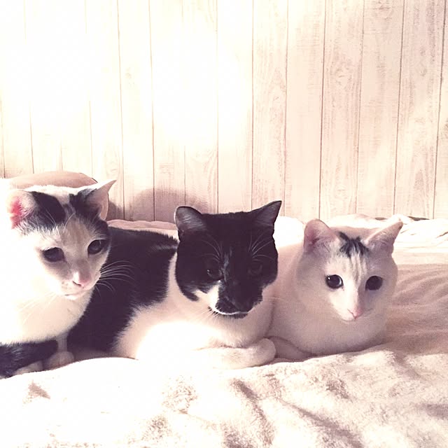 powderさんの実例写真