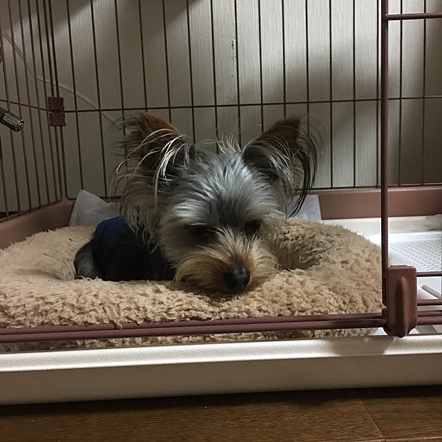 tmmycpさんの実例写真