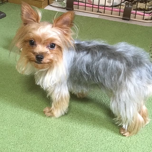 ToshiKoさんの実例写真